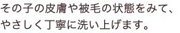 その子の皮膚や被毛の状態をみて、やさしく丁寧に洗い上げます。